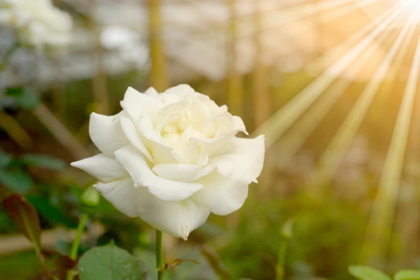 Rosa branca