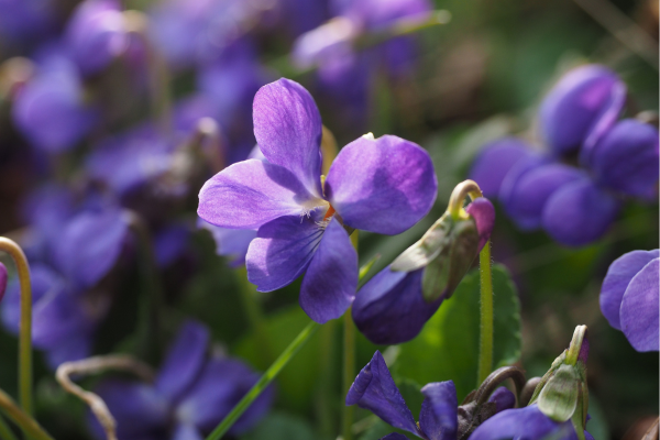 Violeta planta
