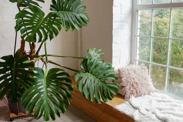 Planta Monstera deliciosa