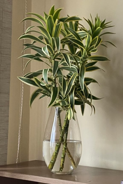 Dracena