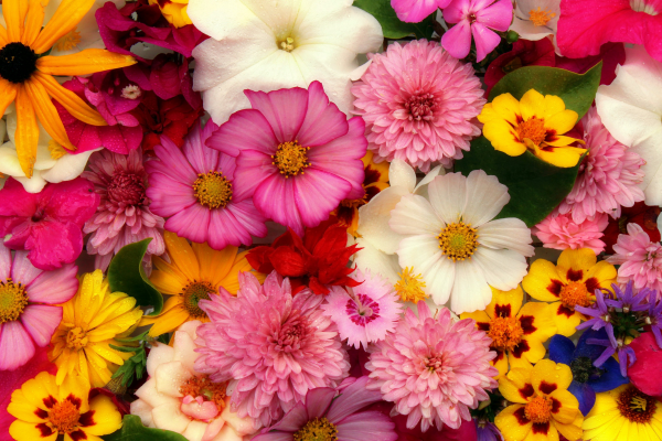 Linguagem das Flores: Significados, Emoções e Histórias por Trás de Cada Flor