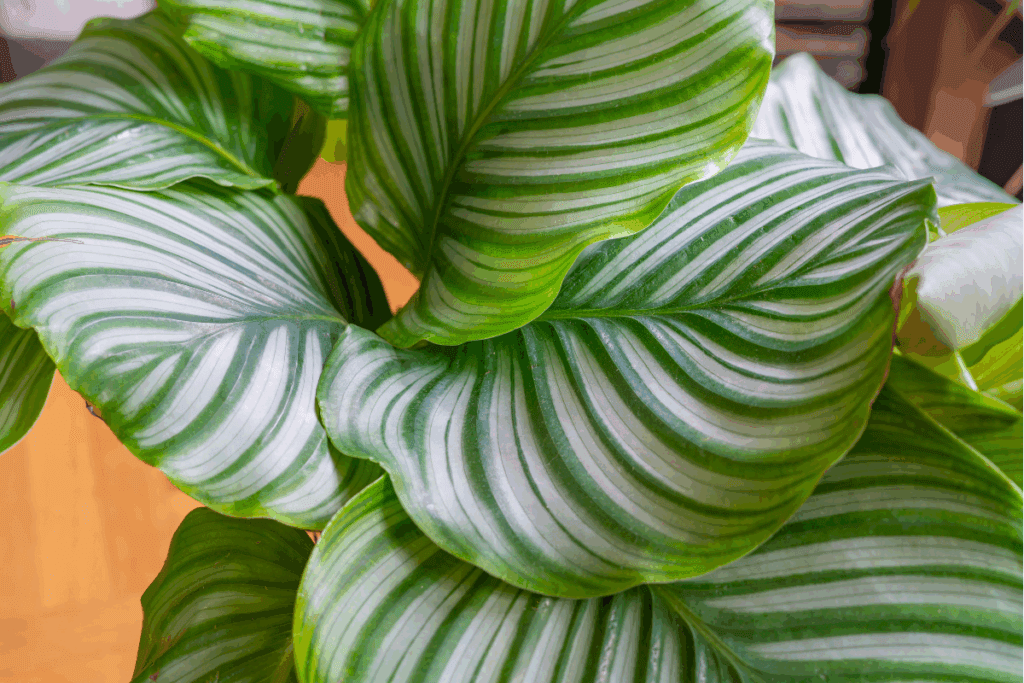 Calathea orbifolia