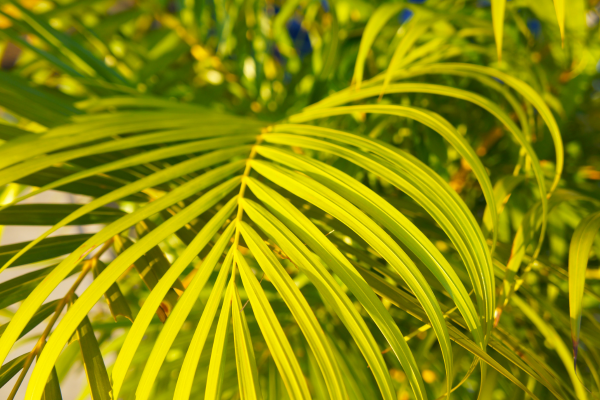 Palmeira-Bambu (Chamaedorea seifrizii)