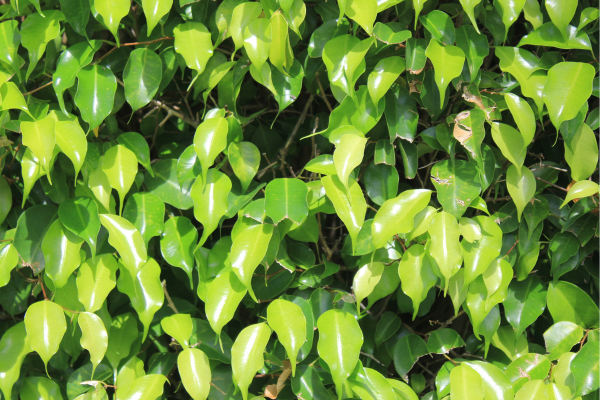 Ficus-Benjamina (Ficus benjamina)