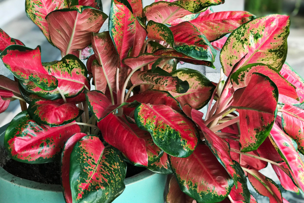 Aglaonema (Aglaonema modestum)