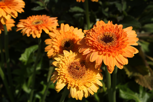 Gérbera (Gerbera jamesonii)