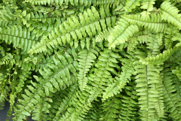 Samambaia (Nephrolepis exaltata)