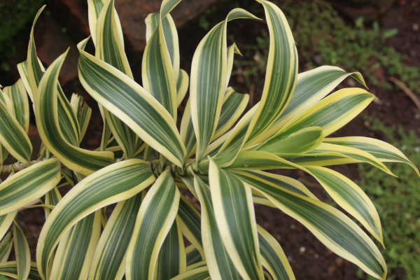 Pleomele (Dracaena reflexa)