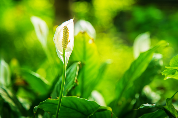 Lírio-da-Paz (Spathiphyllum wallisii)