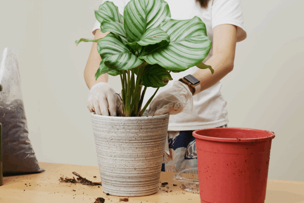 Como cuidar da Calathea orbifolia