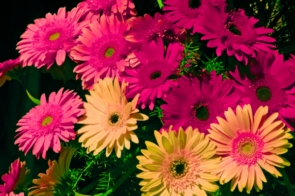 Gerbera jamesonii