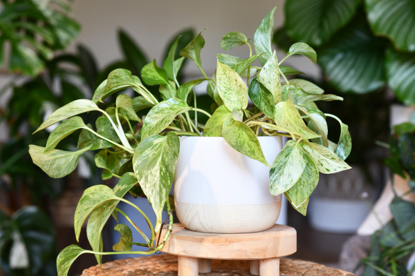 Jiboia (Epipremnum aureum)