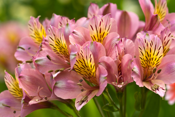Alstroemeria spp.