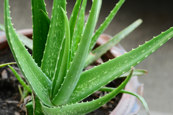 Babosa (Aloe vera)