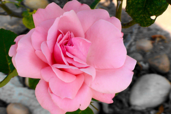 rosa spp.