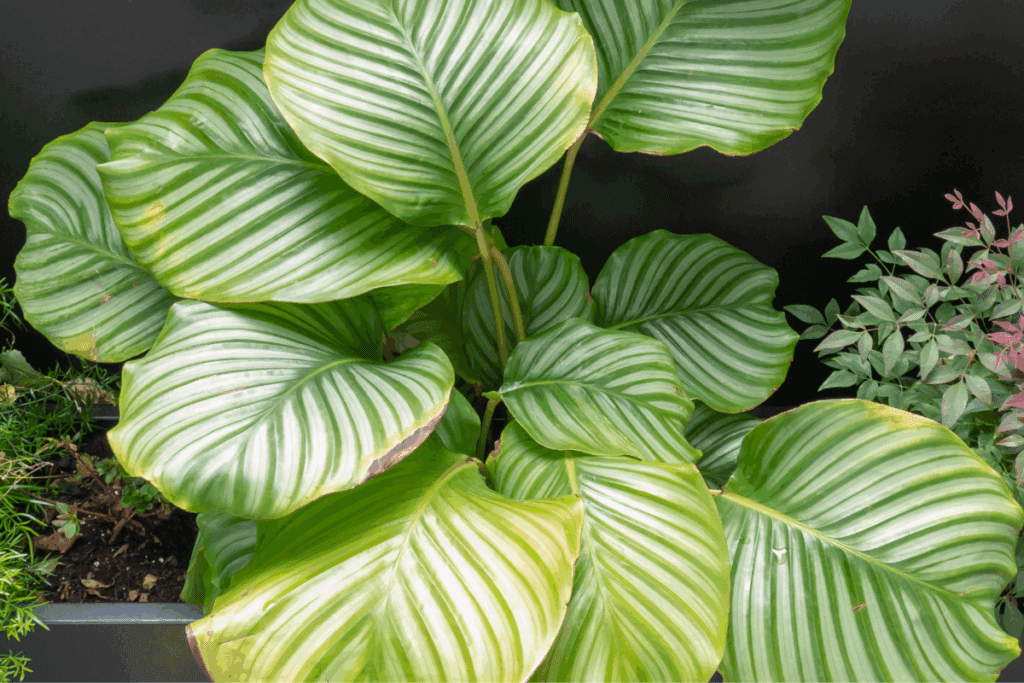 Calathea Orbifolia