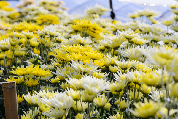 Crisântemo (Chrysanthemum morifolium)