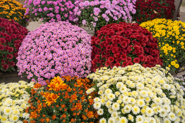 Chrysanthemum spp.