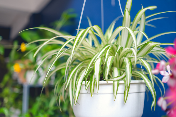 Clorofito (Chlorophytum comosum)
