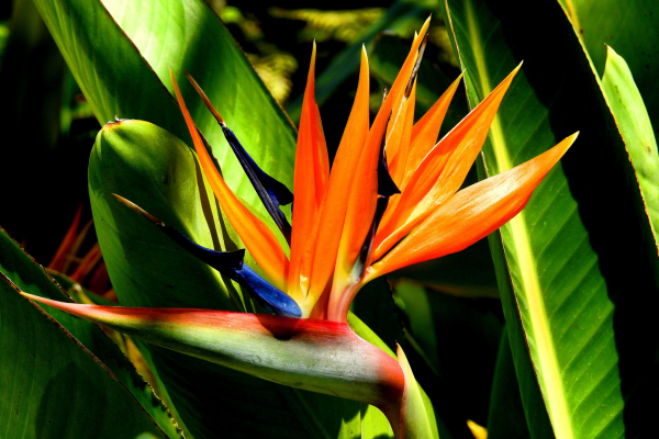 Strelitzia reginae