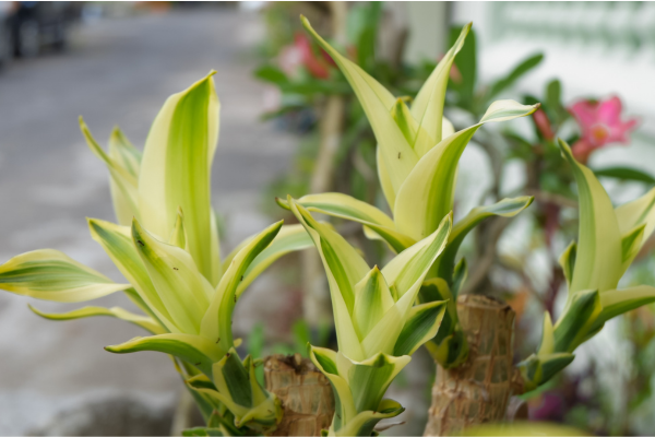 Dracena (Dracaena fragrans)