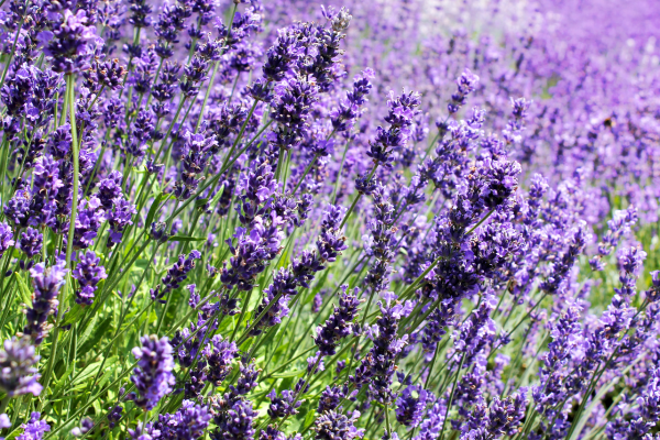 Lavanda (Lavandula spp.)