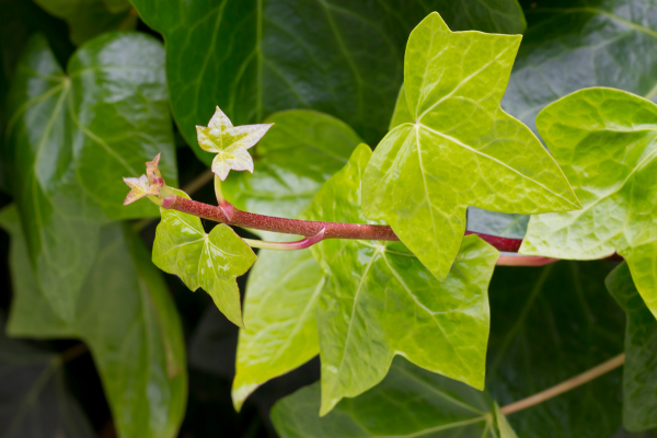 Hera-Inglesa (Hedera helix)