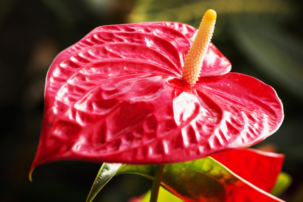 Antúrio (Anthurium andraeanum)