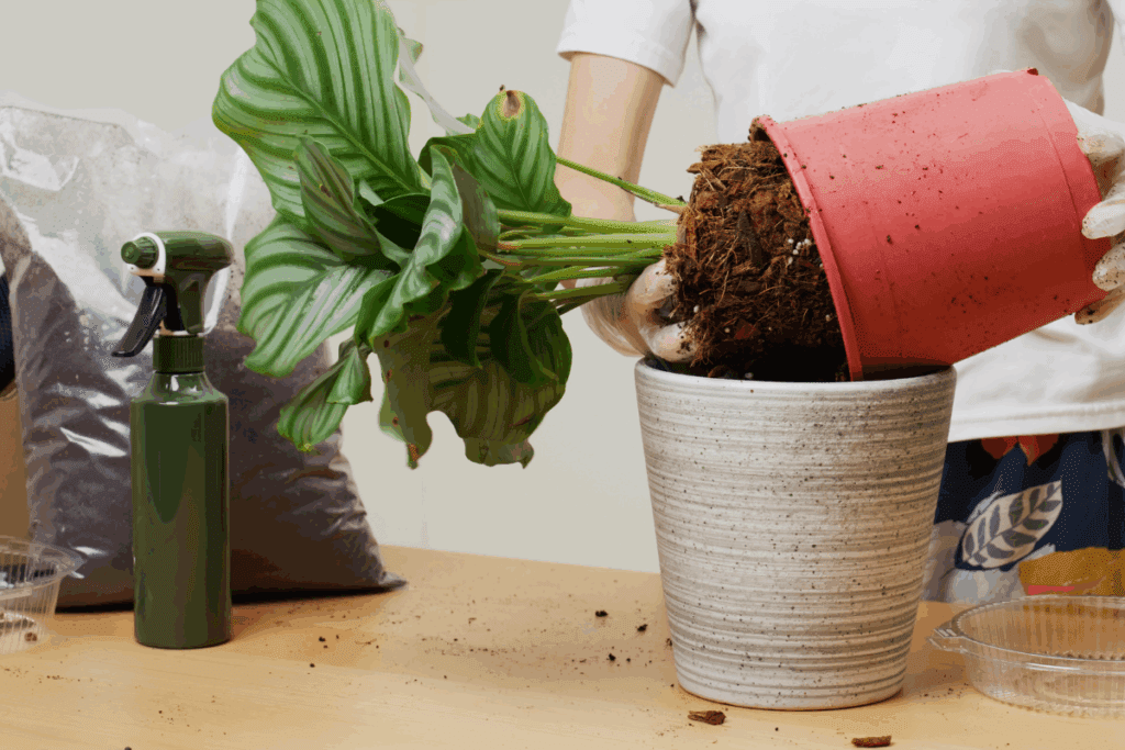 como cultivar Calathea orbifolia