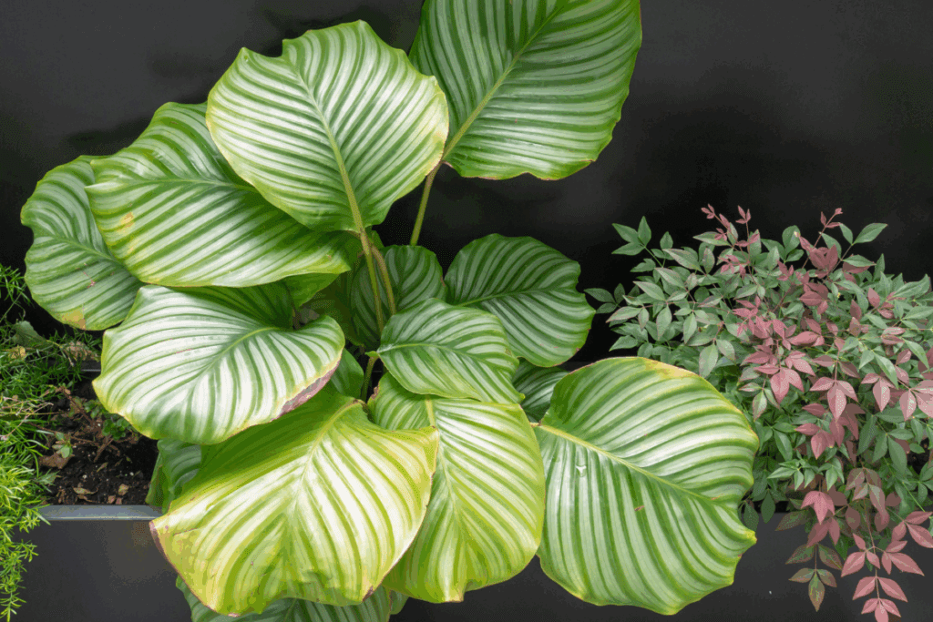 Cultivar Calathea orbifolia