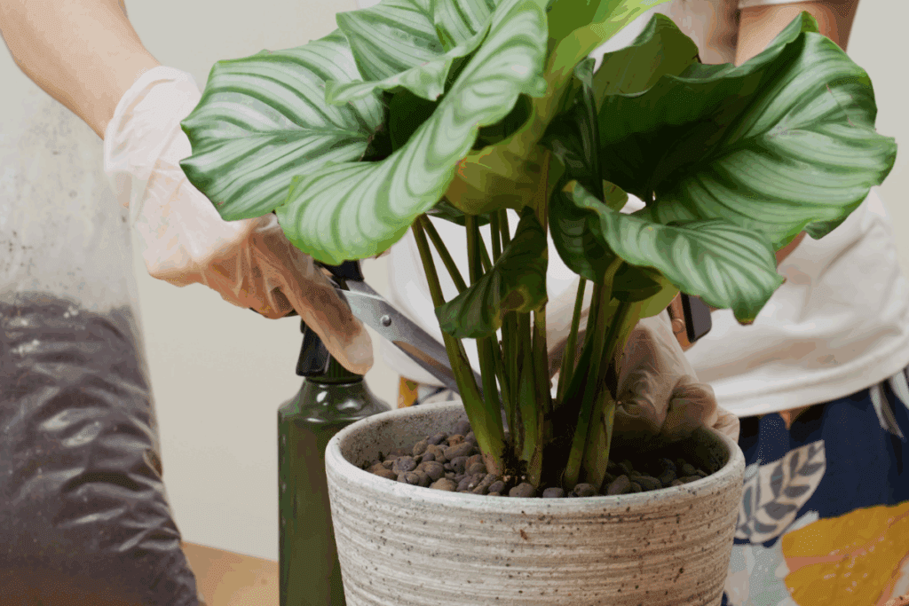 Poda Calathea orbifolia