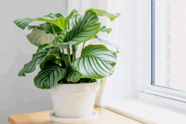 Calathea orbifolia em vaso na luz natural.
