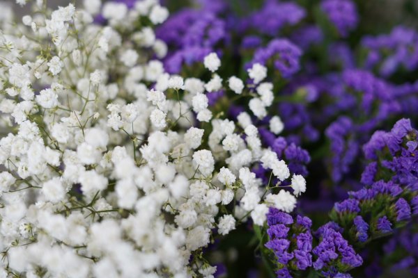 Gipsófila (Gypsophila spp.)