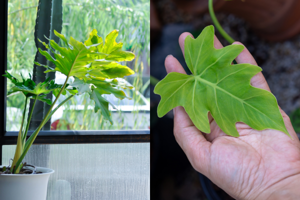 Imbé (Philodendron bipinnatifidum)