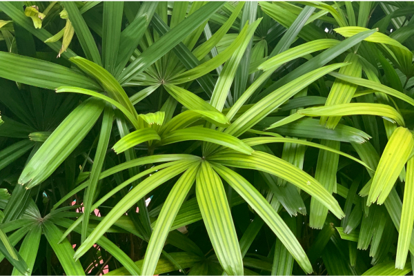 Palmeira-Ráfis (Rhapis excelsa)