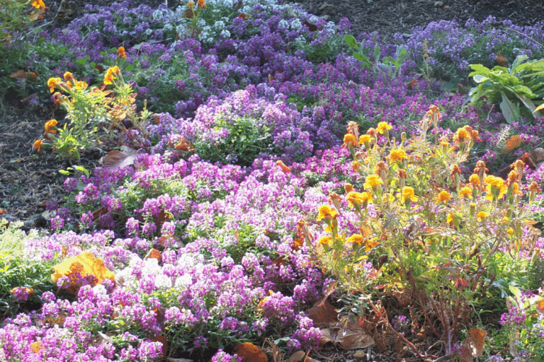 Flores de inverno em jardim colorido