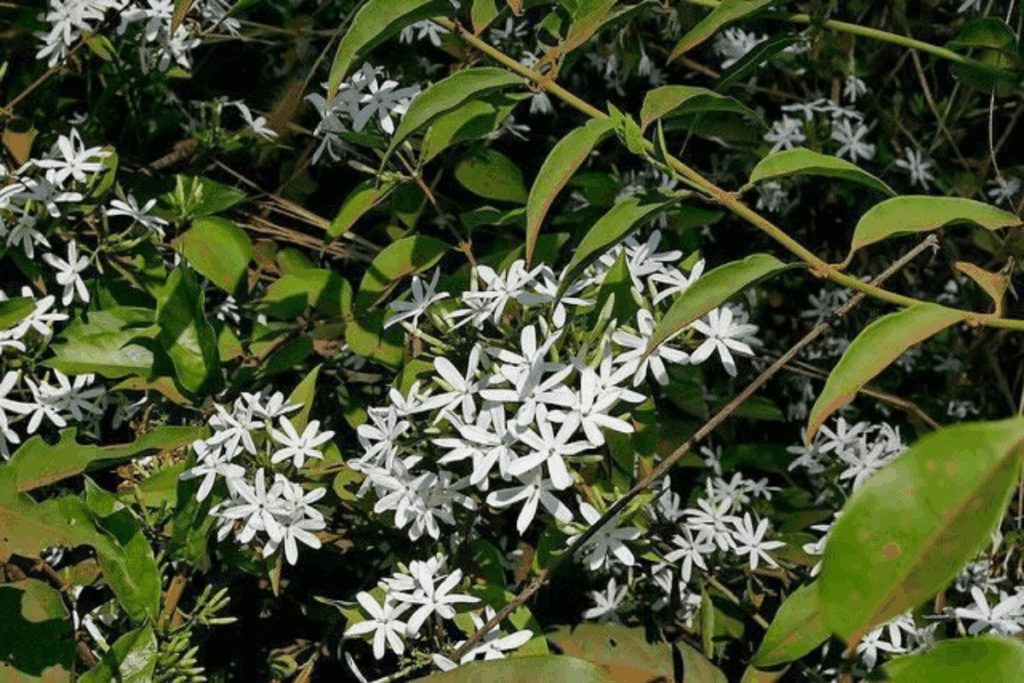 jasmin-dos-poetas planta