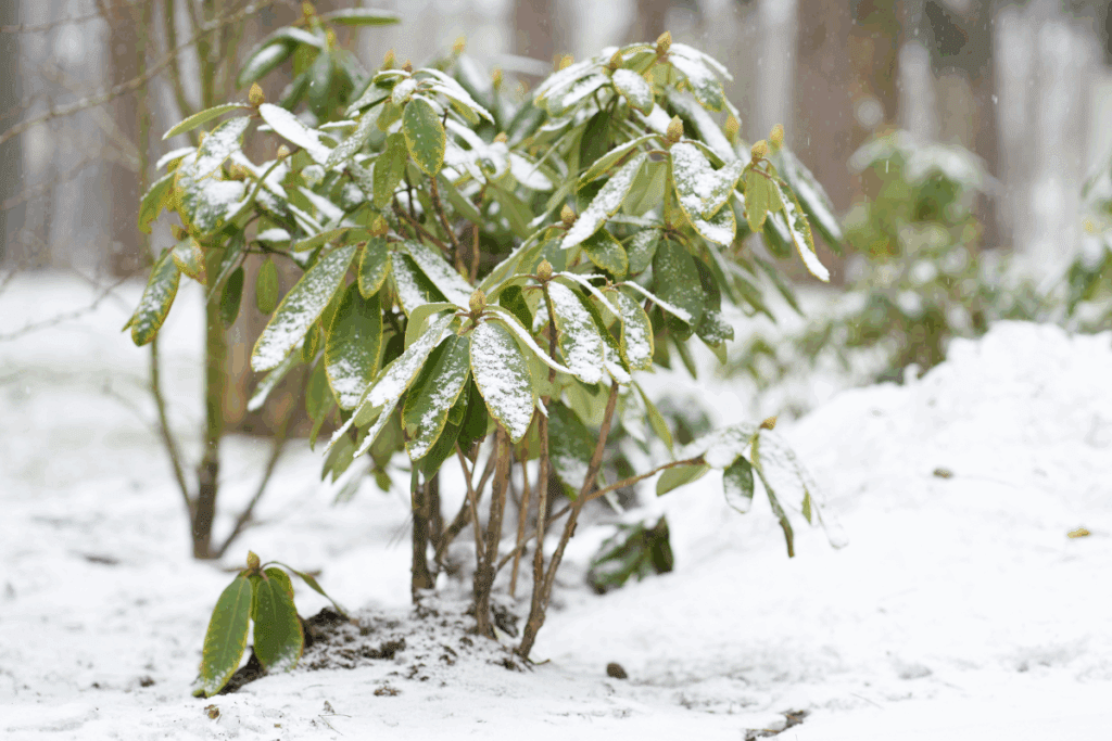 plantas sofrendo com o frio