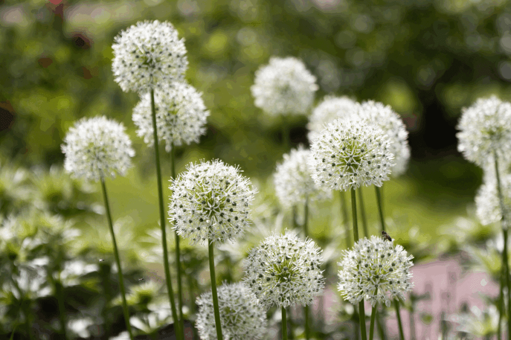 Allium