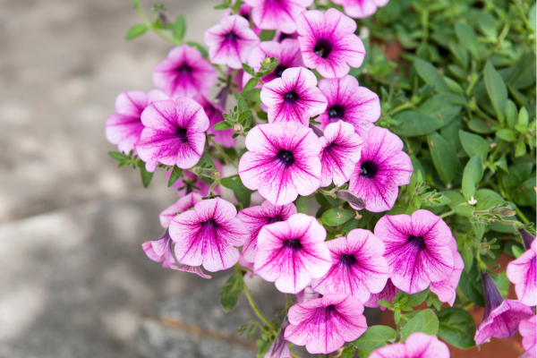 petúnias rosas