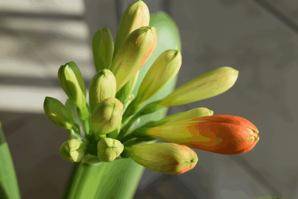 floração clívia