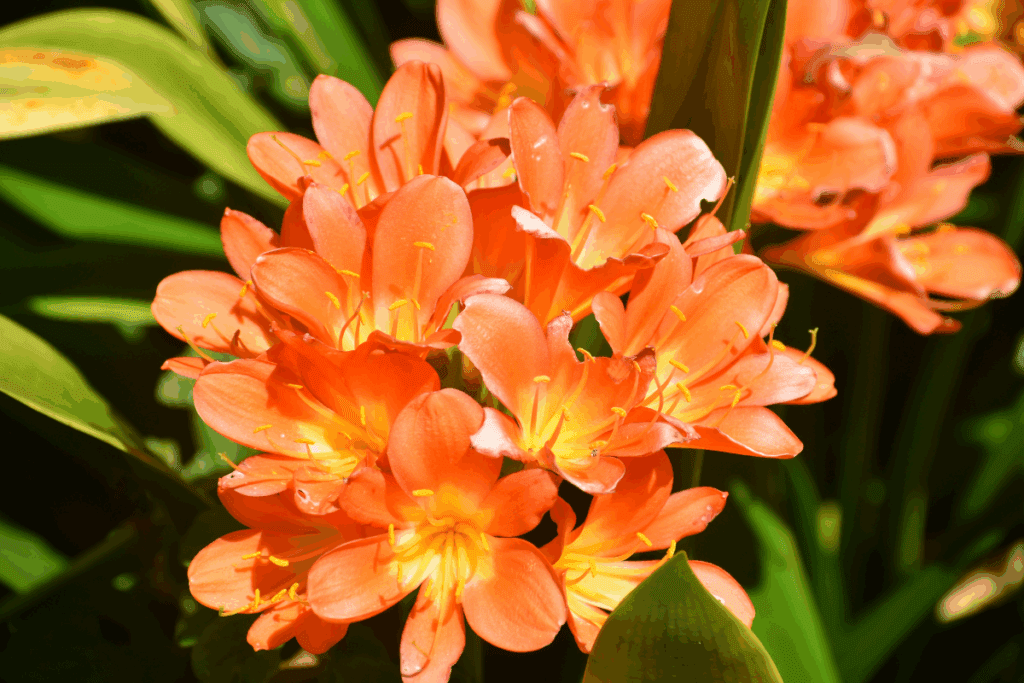 clivias