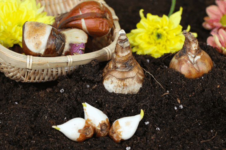 como vernalizar bulbos florais
