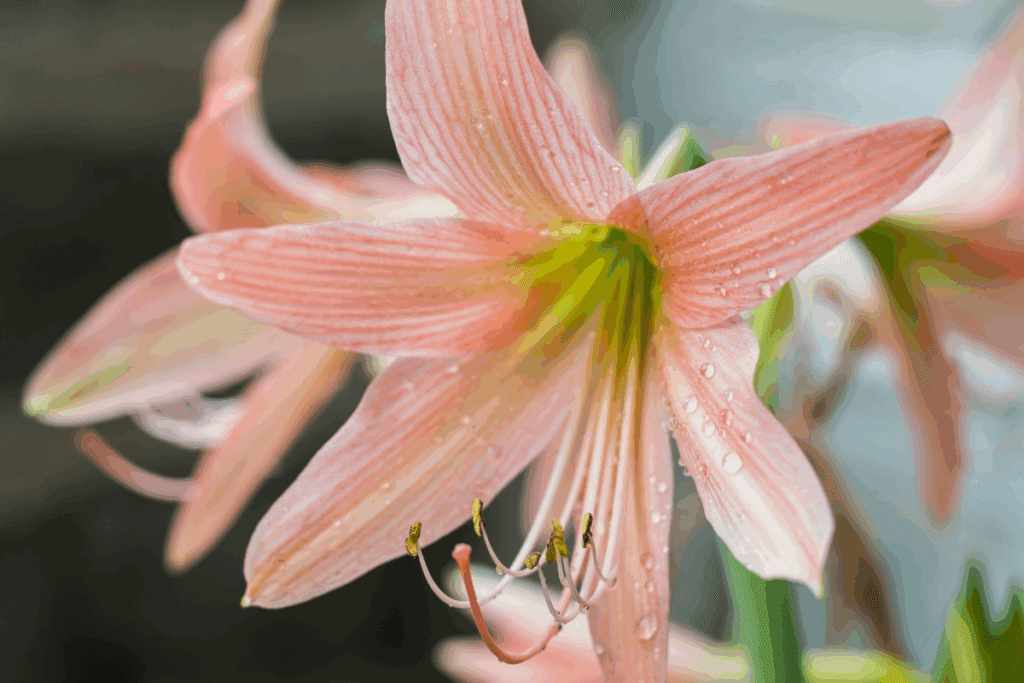 Amarílis (Hippeastrum)
