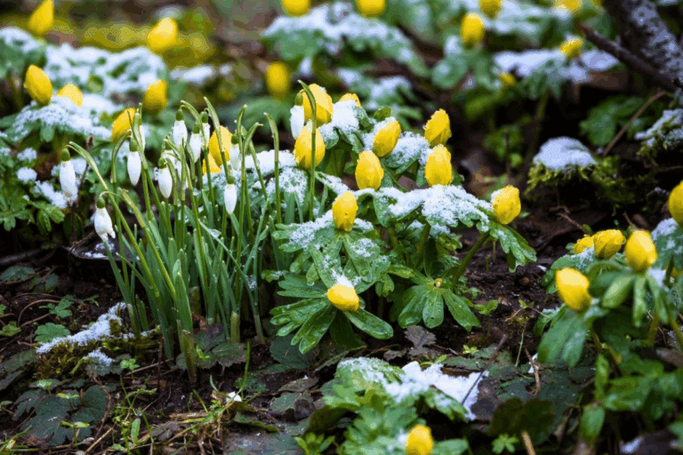 bulbos florais no inverno