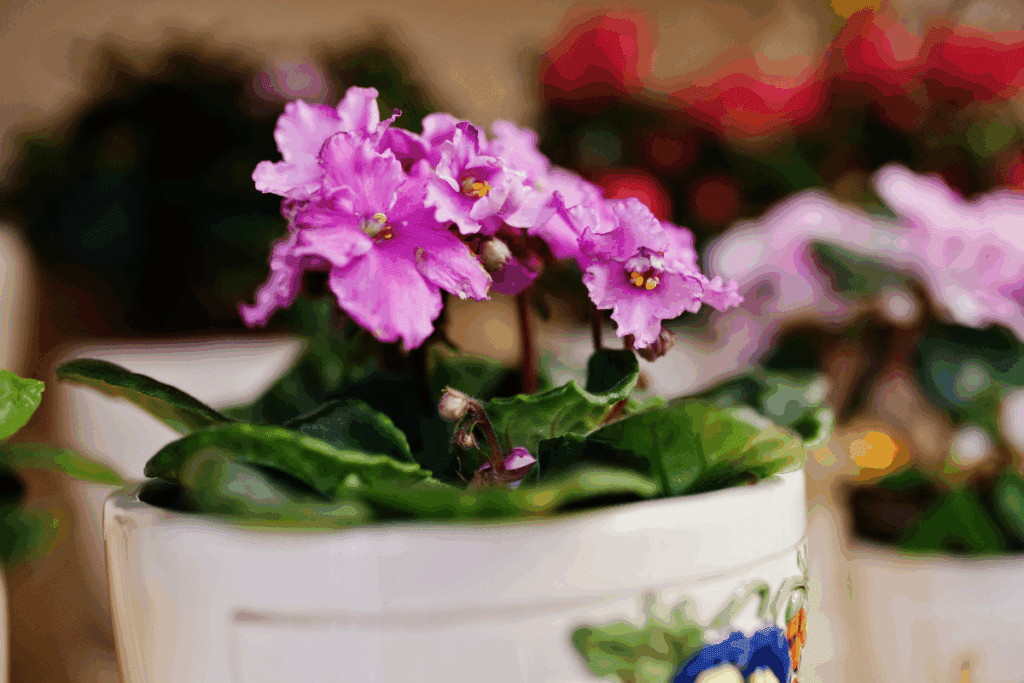 Flores de viola em vaso