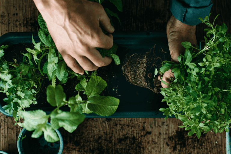 Plantando ervas aromáticas