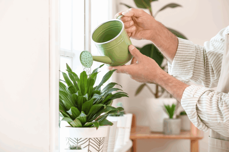 Rega de plantas no inverno