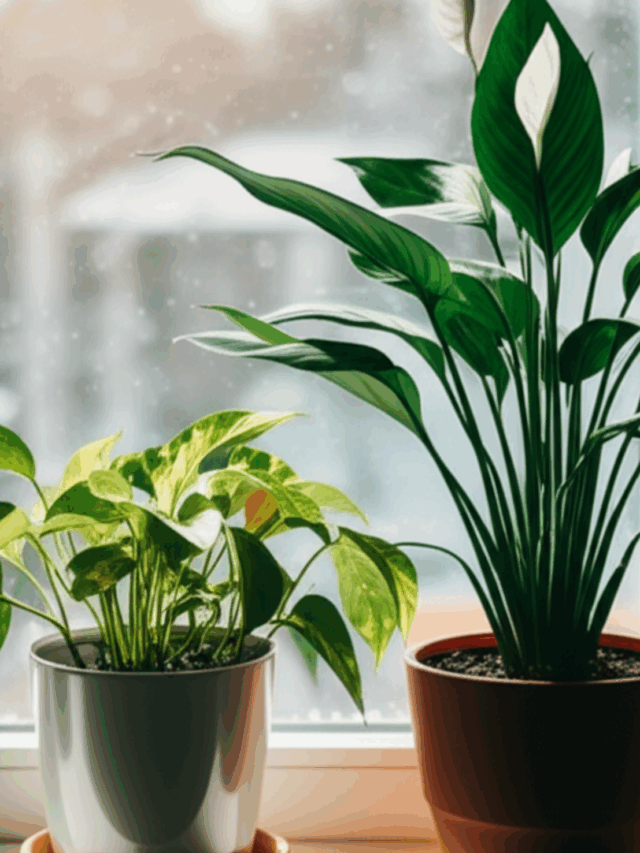 Luz para Plantas no Inverno: Truques Infalíveis com Sol e LED