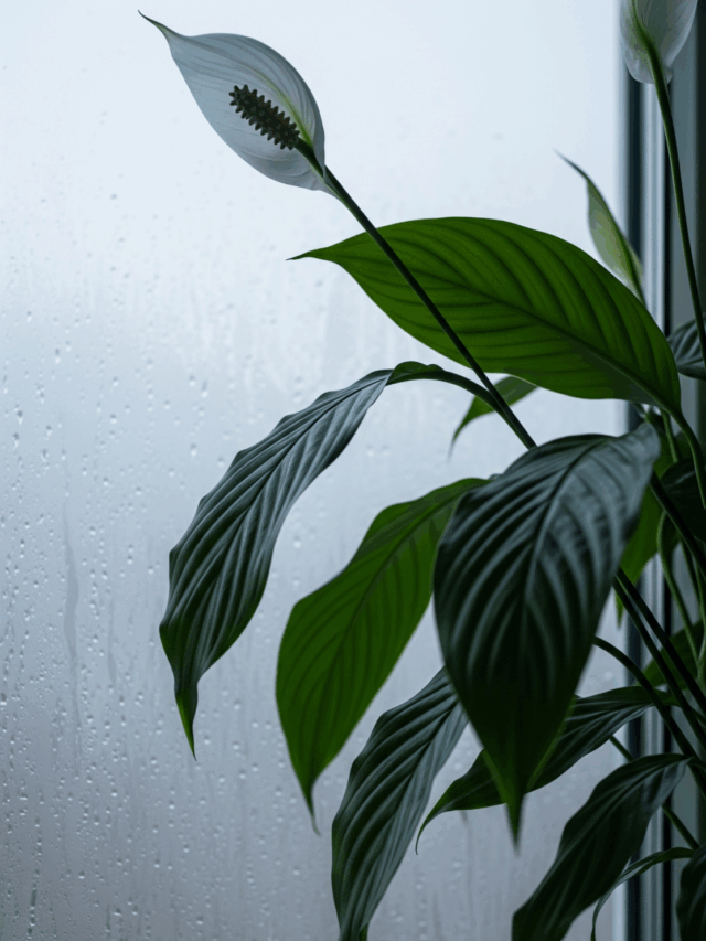 Plantas Sofrendo no Frio? Veja Como Salvar Sem Complicação